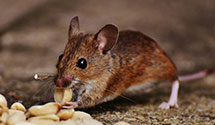 24 Hour & Emergency Exterminators in Warrensville, PA